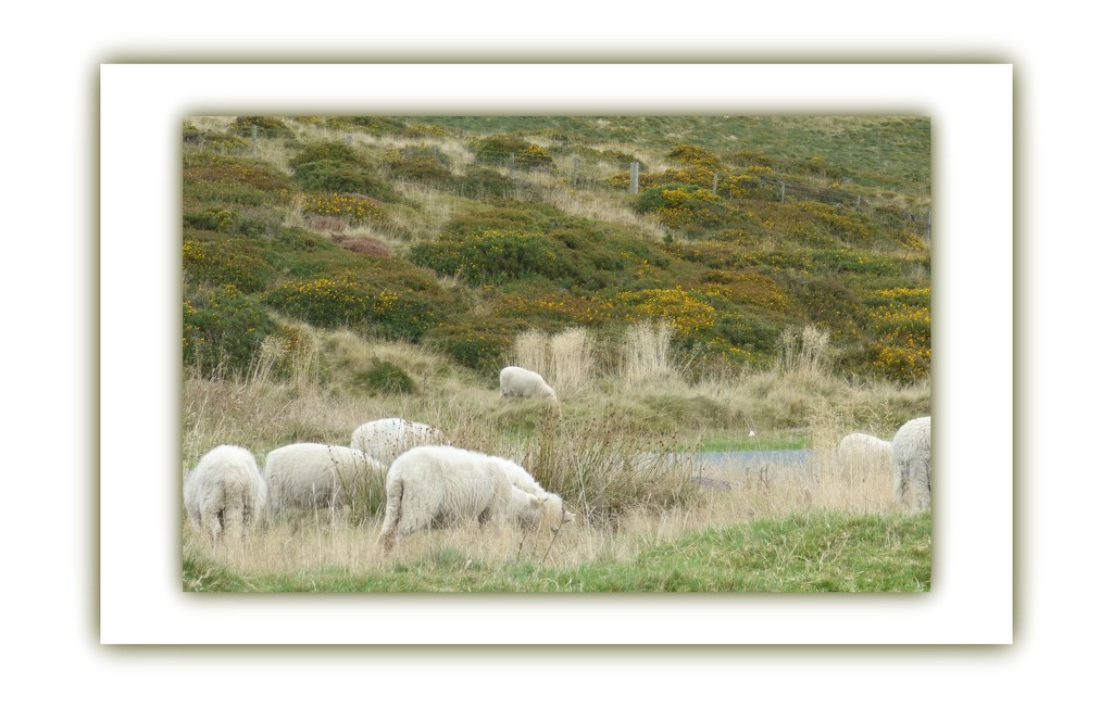 Sheep on the hillside  -  (the colour version ) by beryl