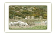 30th Sep 2014 - Sheep on the hillside  -  (the colour version )