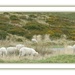Sheep on the hillside  -  (the colour version ) by beryl