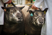 7th Sep 2014 - tough sheep