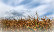 29th Sep 2014 - Corn stalks