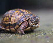 29th Sep 2014 - Turtle