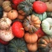 Day 272:  Gourds by sheilalorson