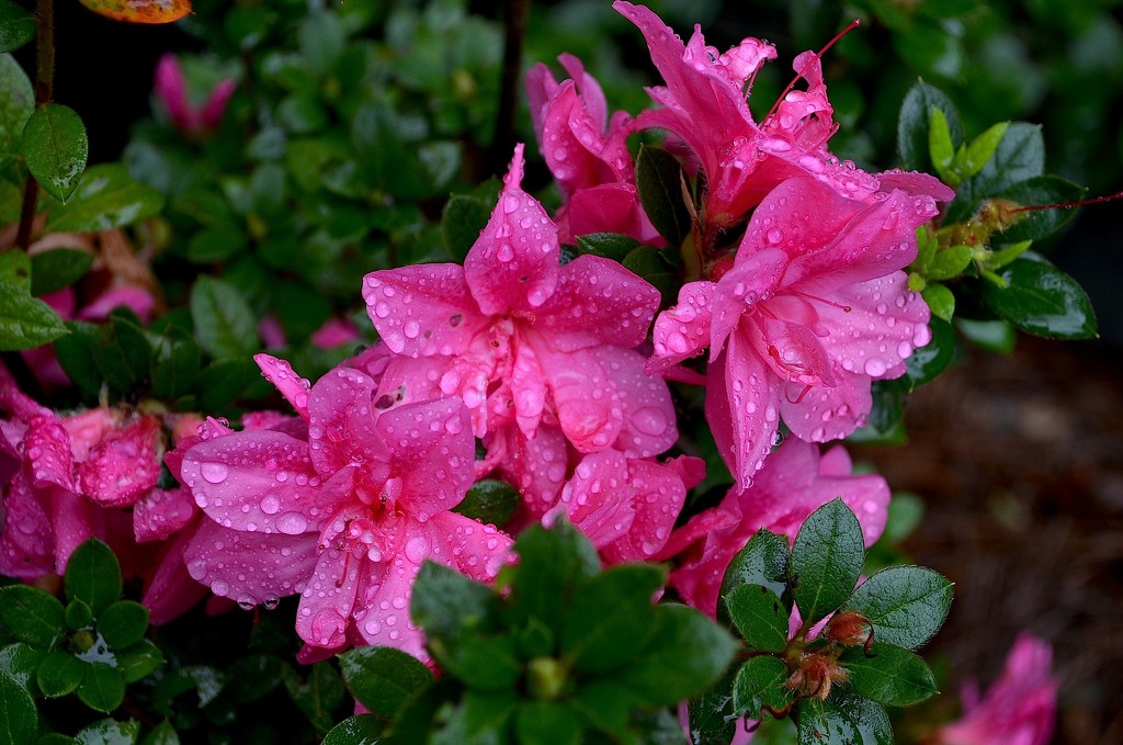 Azaleas after the rain, Magnolia Gardens, Charleston, SC by congaree