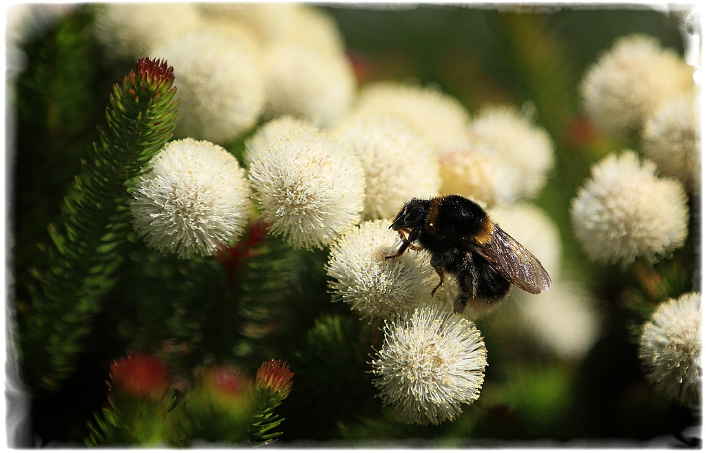 Bumble bee by rustymonkey