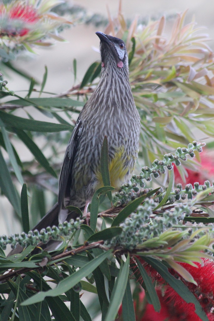 Red Wattlebird - new guest for breakfast by gilbertwood