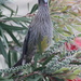 Red Wattlebird - new guest for breakfast by gilbertwood
