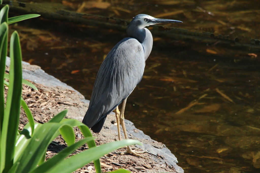 White Faced heron by terryliv