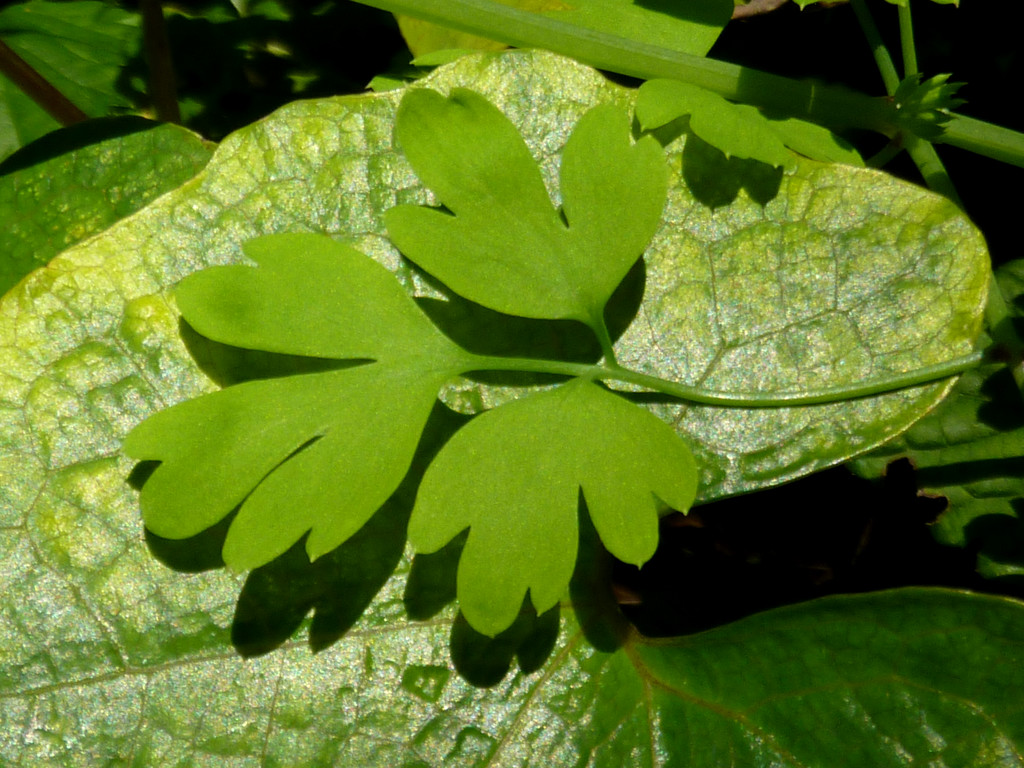 Shades of Green by denisedaly