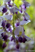 2nd Aug 2014 - 20140802 Flowers of Europe - wisteria