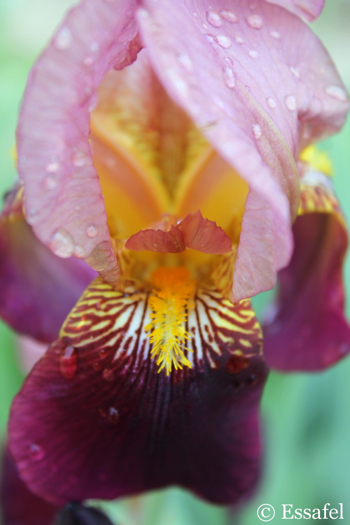 20140806 Flowers of Europe - iris by essafel