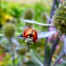 Little Ladybird. by wendyfrost