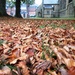 Autumn leaves by fishers