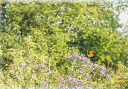 30th Sep 2014 - Monarch on the Wing
