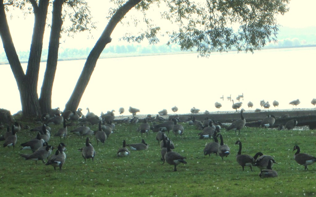 Gaggles of Canadian Geese by bruni