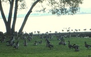 30th Sep 2014 - Gaggles of Canadian Geese
