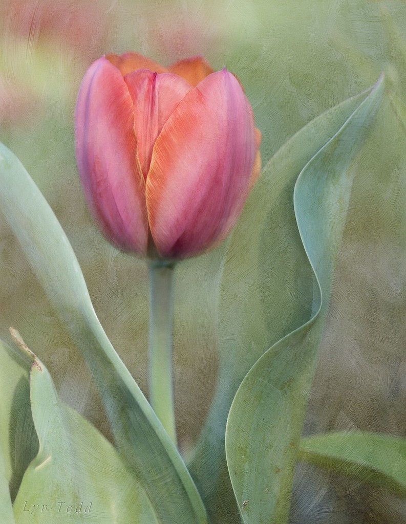 two layered tulip by ltodd