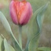 two layered tulip by ltodd