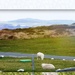 More sheep  .  by beryl