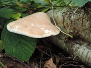 29th Sep 2014 - Birch Bracket Fungus