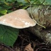 Birch Bracket Fungus by roachling