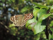 30th Sep 2014 - Speckled Wood