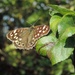 Speckled Wood by roachling