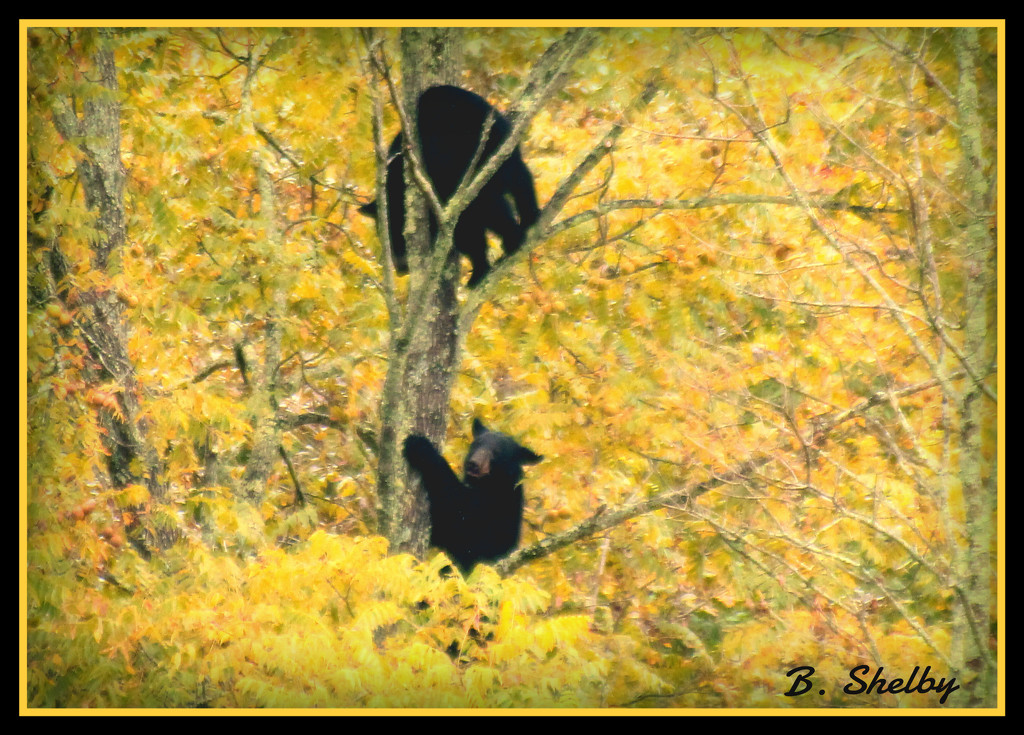 Bears in Cades Cove by vernabeth