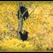 Bears in Cades Cove by vernabeth