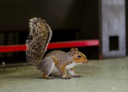 30th Sep 2014 - Squirrel in the workplace - 30-09