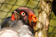 29th Sep 2014 - King Vulture