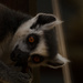 Ring-Tailed Lemur by leonbuys83