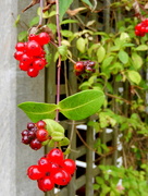 29th Sep 2014 - Honeysuckle berries.