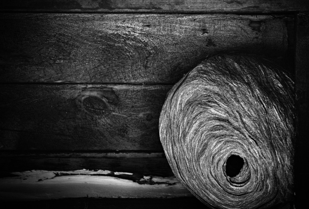 Paper Wasp Nest  by mzzhope