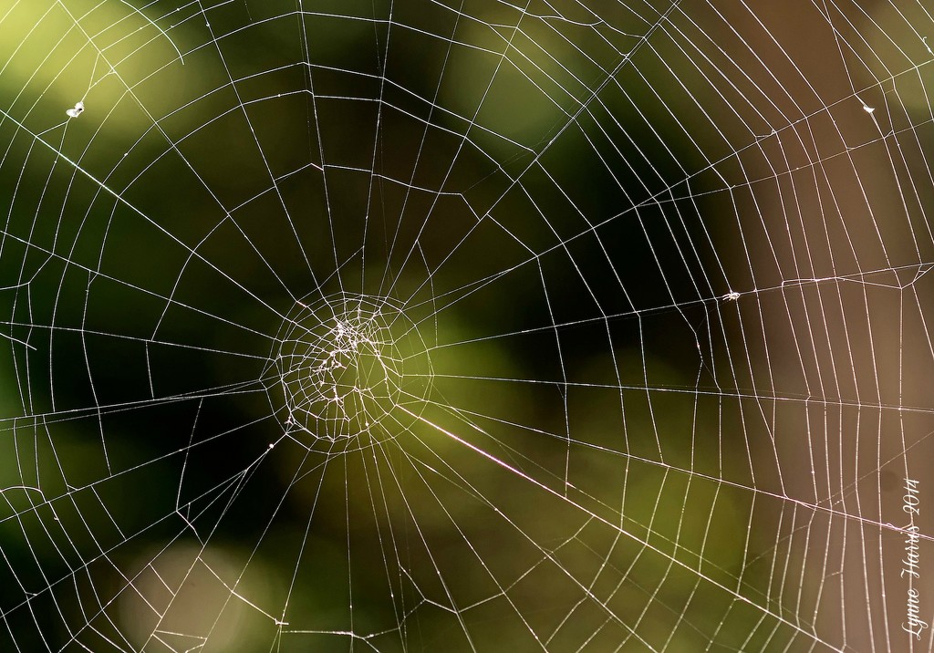 Spider Web by lynne5477