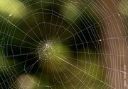 30th Sep 2014 - Spider Web