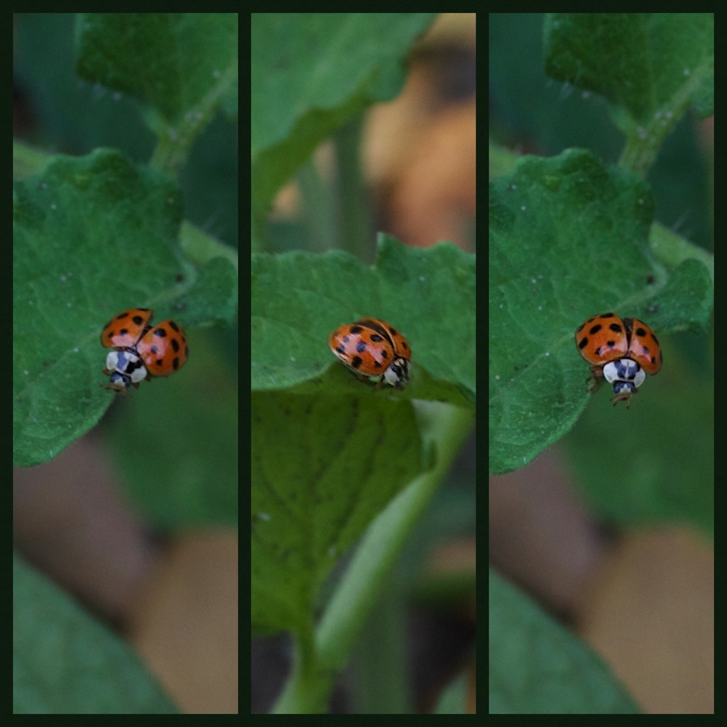 Ladybug Triptych by jyokota