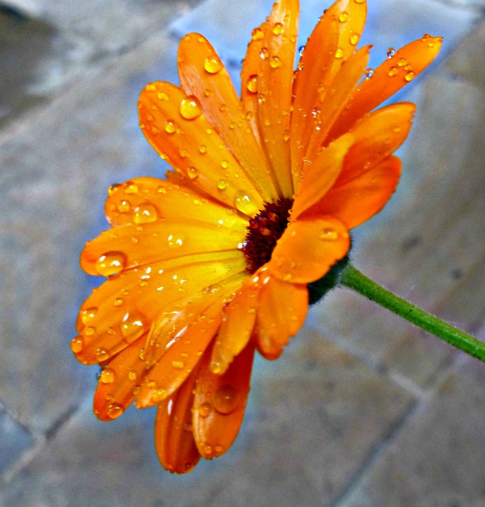 October word-Calendula. Wet Marigolds. by wendyfrost