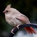 Very Young Cardinal by annepann