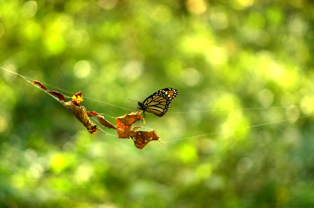 Hanging by a Thread by kareenking