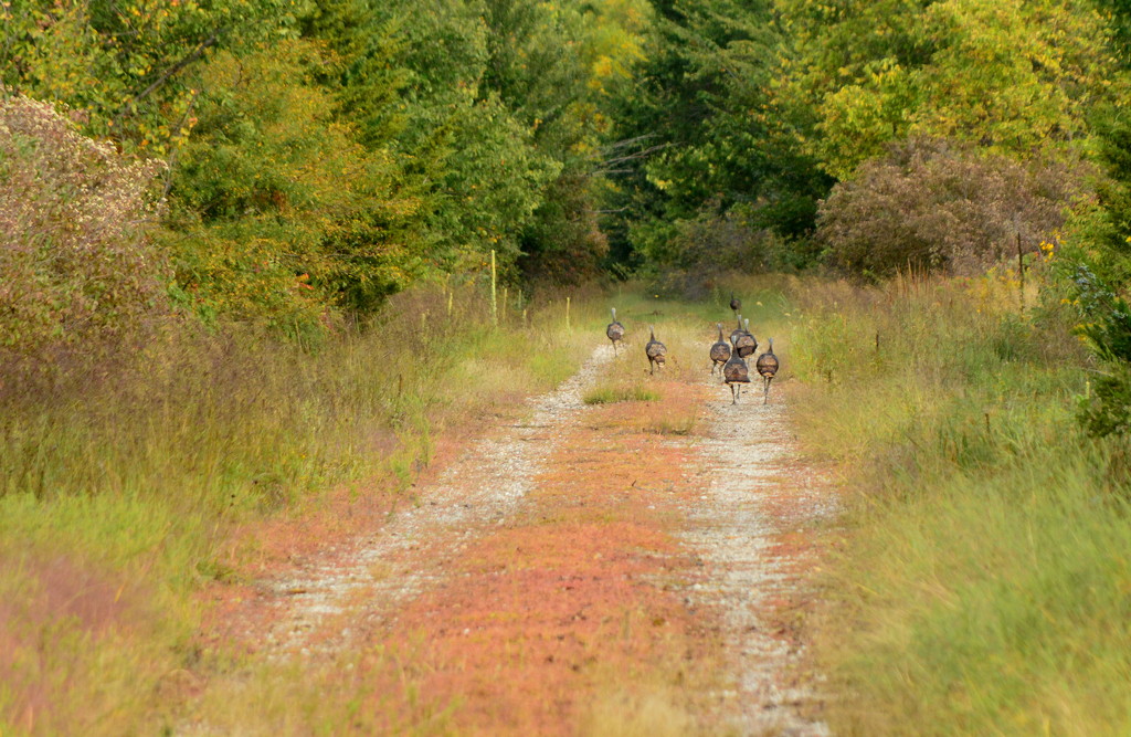 Turkey Trot by kareenking