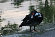 30th Sep 2014 - Ugly Duck