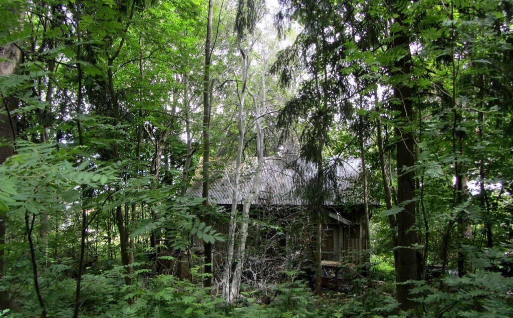 Deserted house in the woods IMG_3279 by annelis