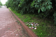 24th Jun 2014 - Beer cans for recycling bin IMG_3350