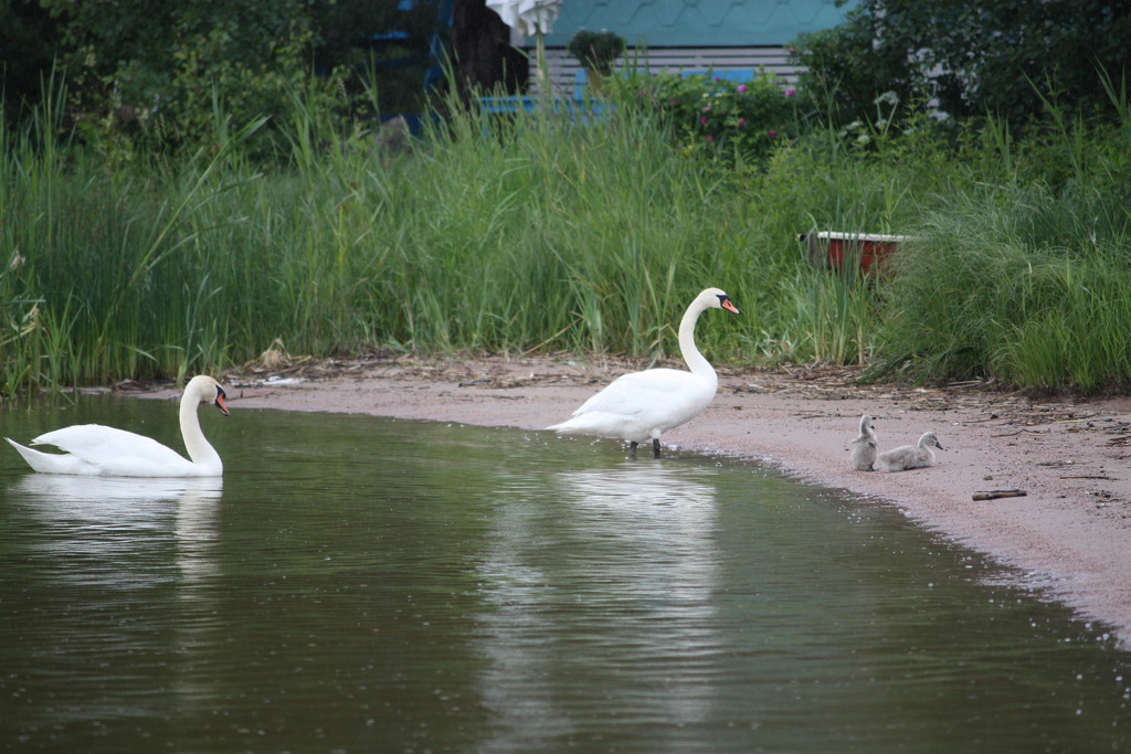 Swan family IMG_3287 by annelis