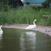 Swan family IMG_3287 by annelis
