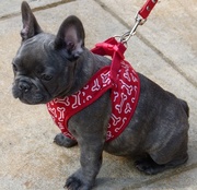 1st Oct 2014 - 'Bluebell' in her red harness