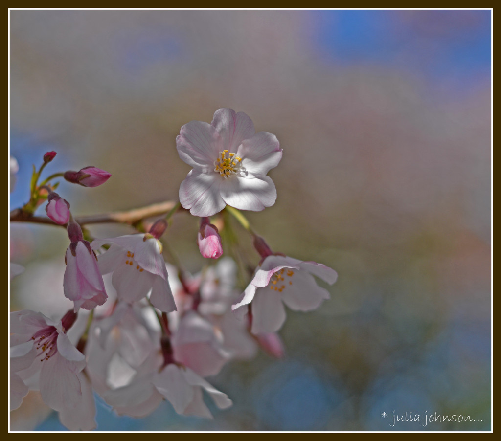 Cherry blossom by julzmaioro