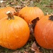 Pumpkins by julie