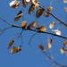 20140731 Flowers of Europe - sycamores by essafel